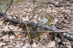 Aurantioporthe corni