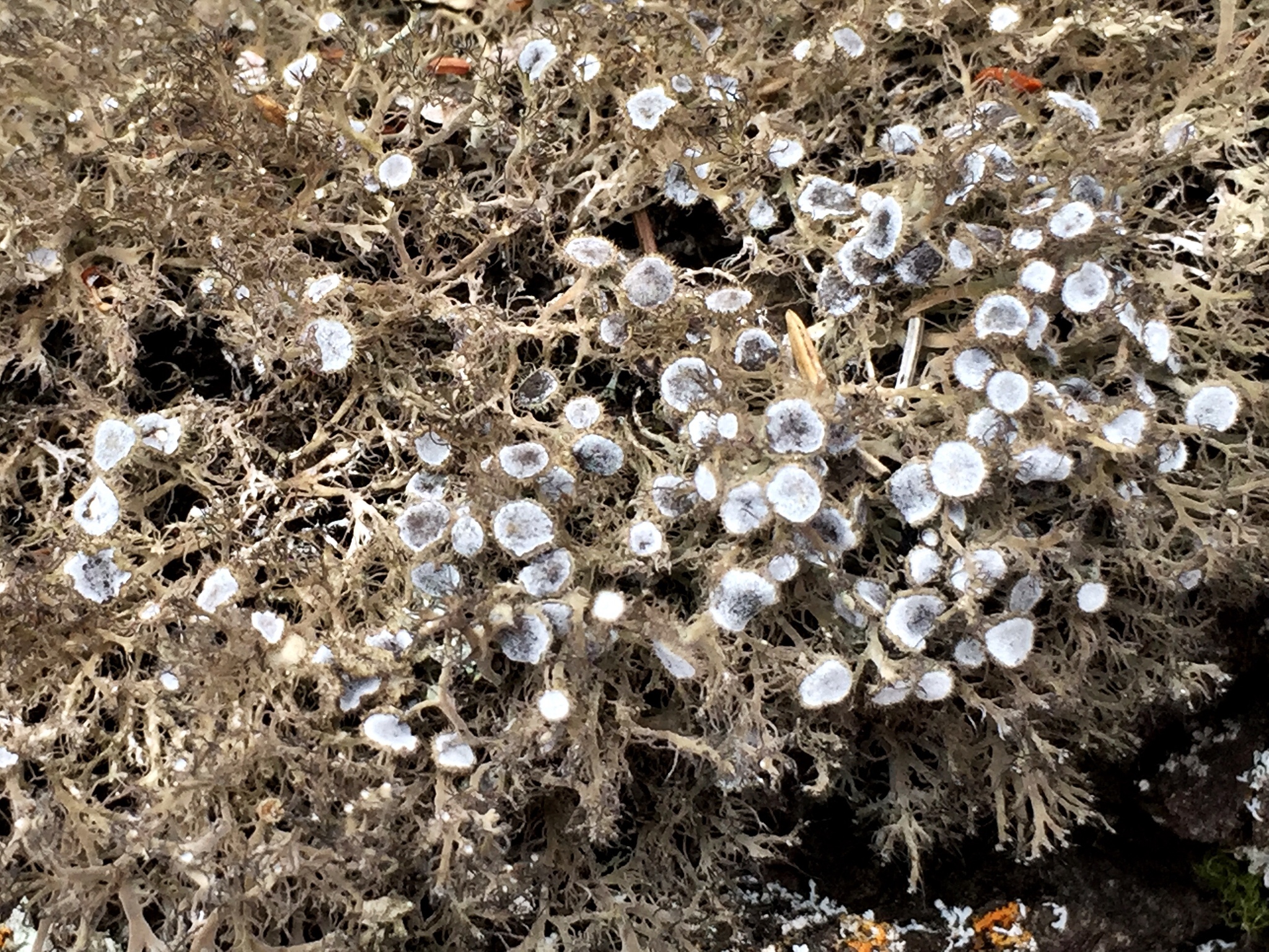 Anaptychia crinalis image