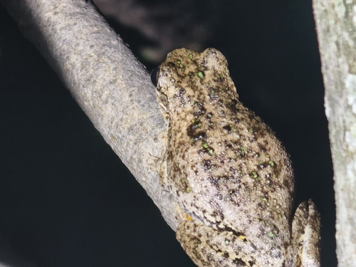 Litoria observed 2026-10-30