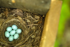 Ficedula hypoleuca