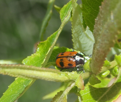 Cryptocephalus octopunctatus