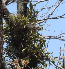 Guarianthe aurantiaca
