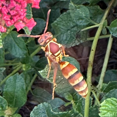 Polistes exclamans observed 2026-10-29