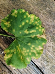 Puccinia pelargonii-zonalis