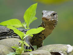 Varanus salvator