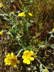 Monolopia lanceolata