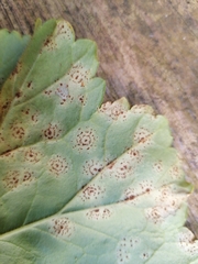 Puccinia pelargonii-zonalis