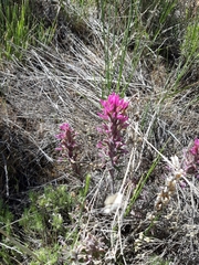 Castilleja angustifolia angustifolia