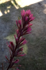 Castilleja angustifolia angustifolia