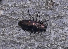 Chrysobothris affinis