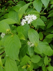 Cornus sanguinea