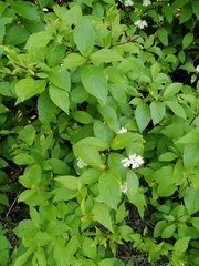 Cornus sanguinea