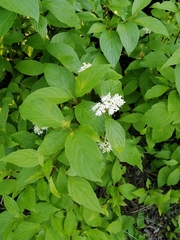 Cornus sanguinea