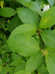 Cornus sanguinea