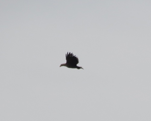 Haliaeetus albicilla observed 2026-10-30