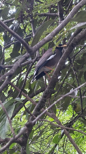 Acridotheres tristis observed 2026-10-30