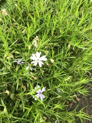 Phlox subulata