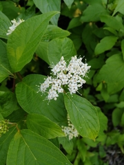 Cornus sanguinea