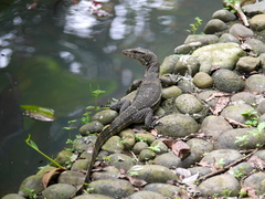 Varanus salvator