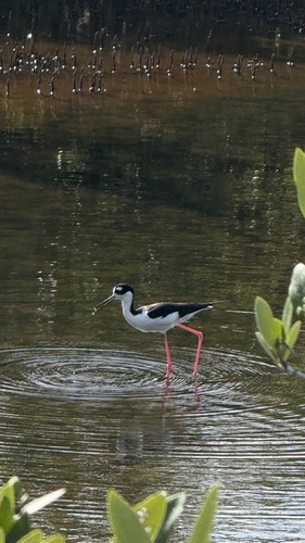 Himantopus mexicanus observed 2026-10-30