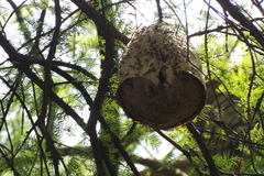 Polybia occidentalis