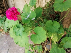 Puccinia pelargonii-zonalis