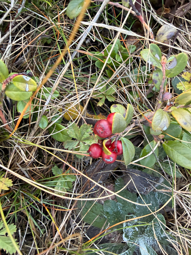Vaccinium observed 2026-10-30