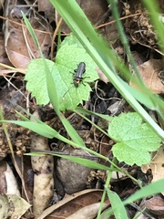 Cyrtomoptera divisa