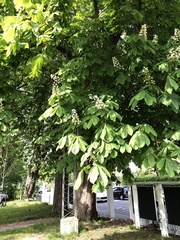 Aesculus hippocastanum