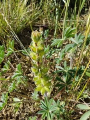 Lupinus microcarpus