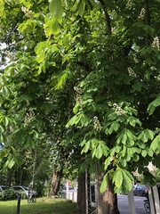 Aesculus hippocastanum