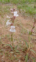 Penstemon albidus