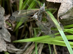 Tipula vernalis