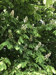 Aesculus hippocastanum
