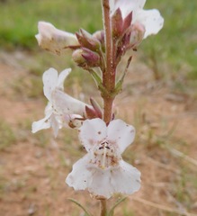 Penstemon albidus
