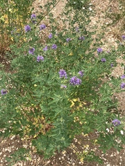 Medicago sativa