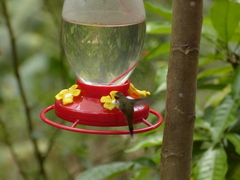 Phaethornis striigularis