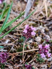 Thymus odoratissimus