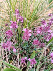 Thymus odoratissimus