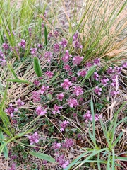 Thymus odoratissimus