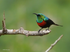 Cinnyris nectarinioides