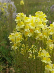 Linaria