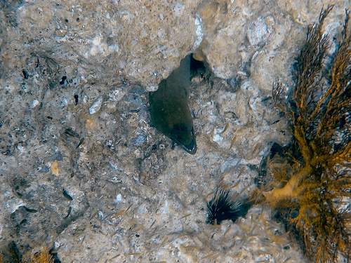 Gymnothorax observed 2026-10-30