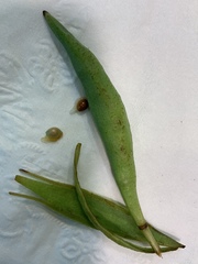 Sanguinaria canadensis