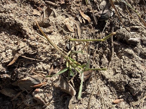 Eleusine indica observed 2026-10-29