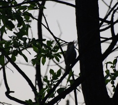 Acrocephalus dumetorum