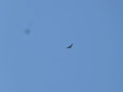 Morphnarchus princeps