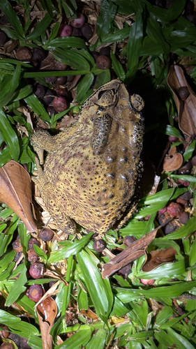 Duttaphrynus melanostictus observed 2026-10-30