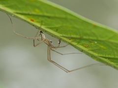 Hygropoda