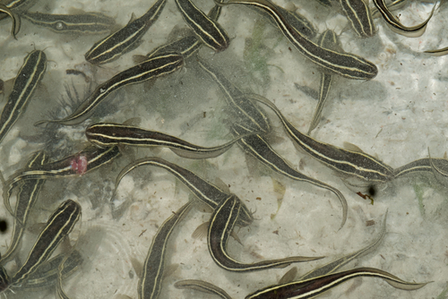 Plotosus lineatus observed 2026-10-27